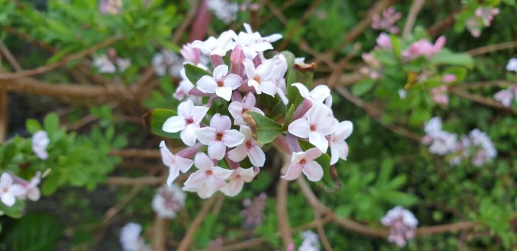 Daphne Burkewoodii