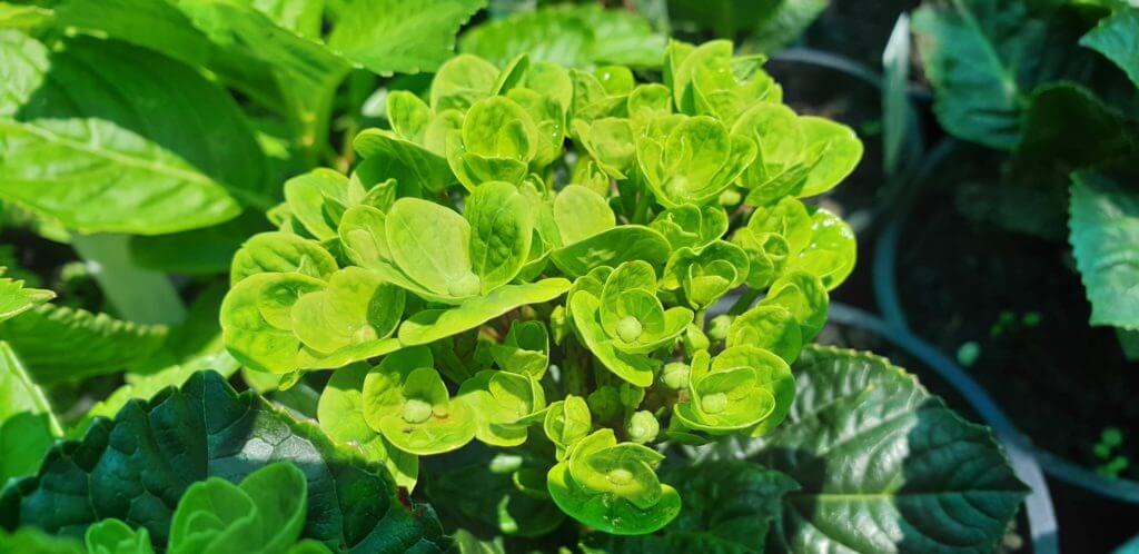 hydrangea macrophylla Coral