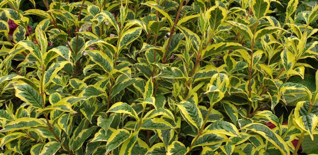 Weigela florida 'Variegata'