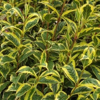 Weigela florida 'Variegata'