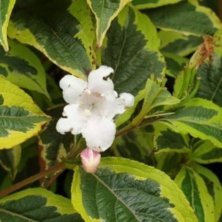Weigela florida 'Variegata'