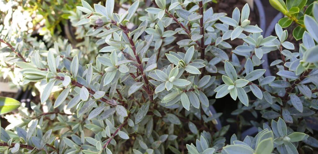 Hebe pimeloides
