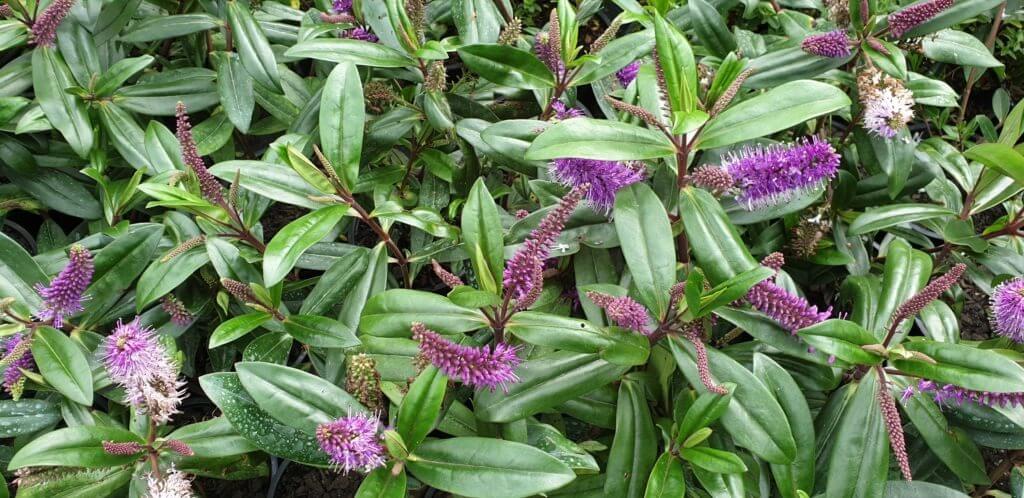 Hebe 'Wiri Mist'