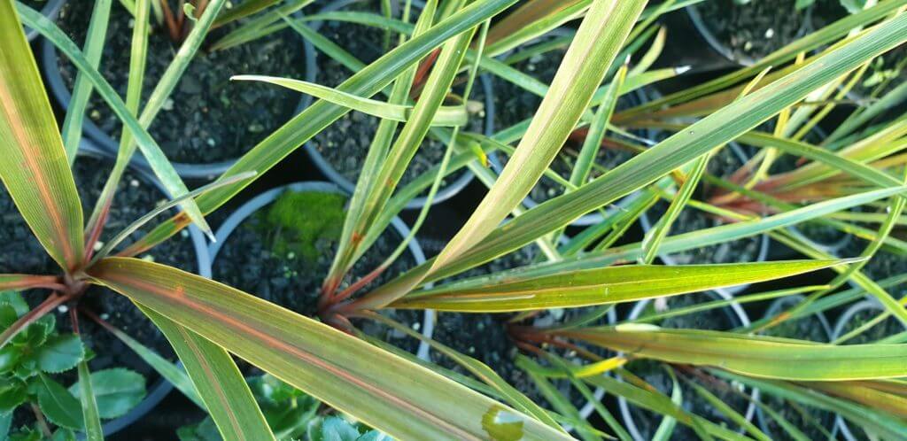 Cordyline 'Sundance'