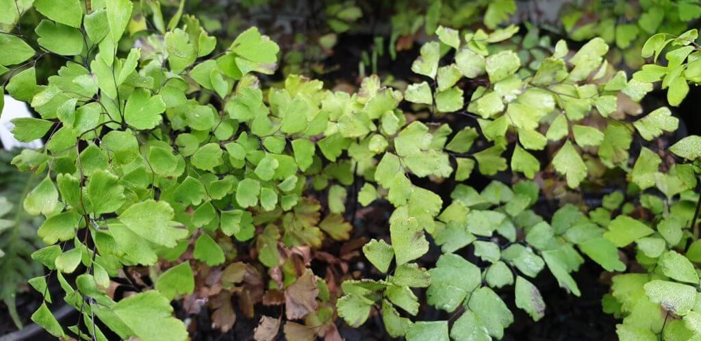 Adiantum