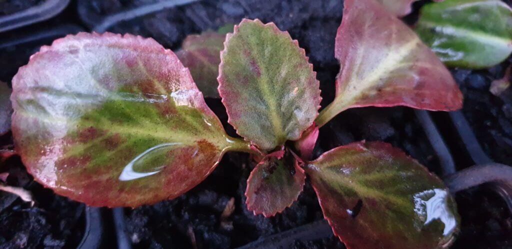 Bergenia bressingham 'Ruby'