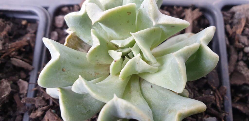 Echeveria Topsy Turvy