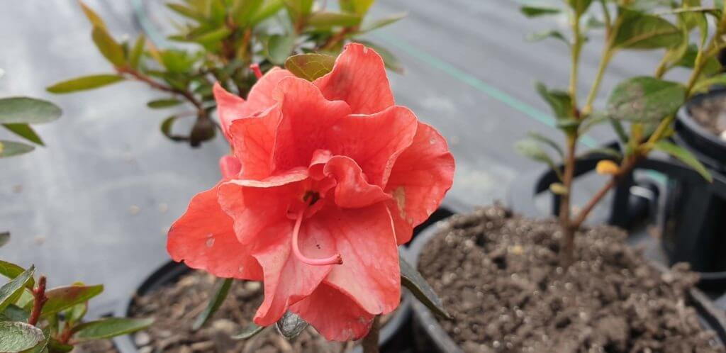 Azalea dr van Slyieken