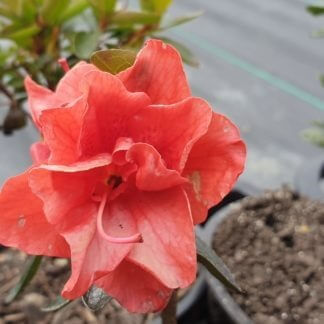 Azalea dr van Slyieken