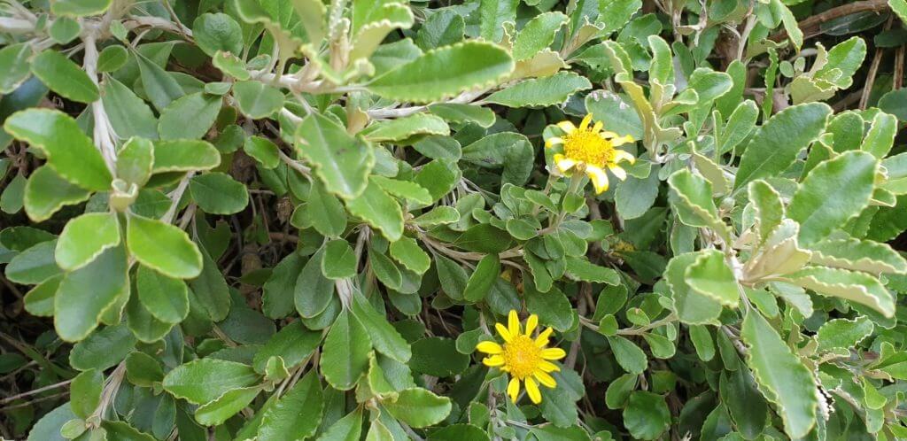 Brachyglottis monroi