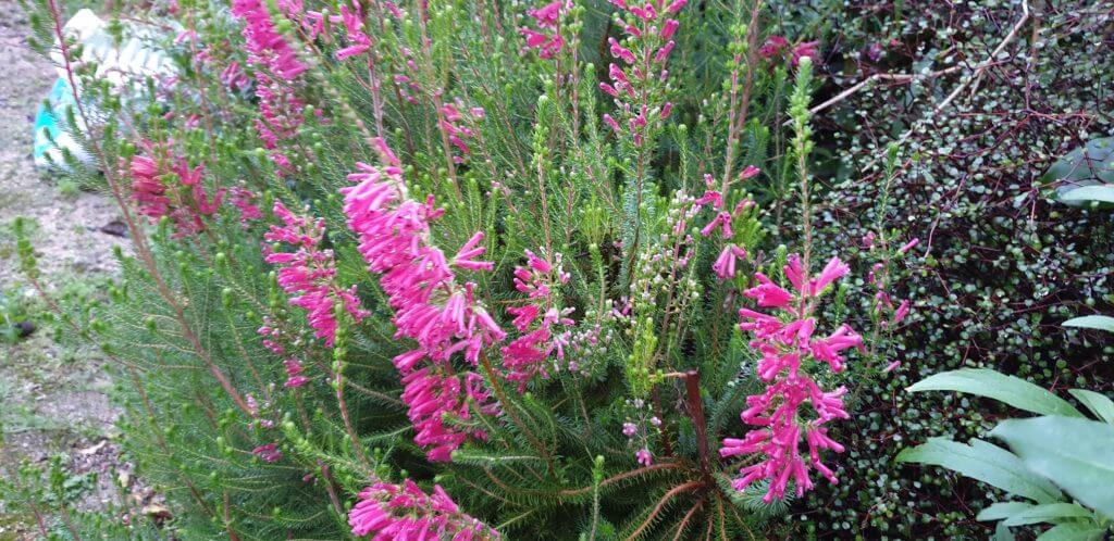Erica 'Aurora'