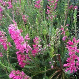 Erica 'Aurora'