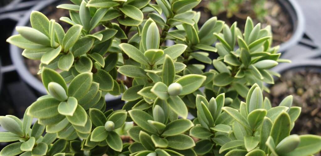 Hebe Pinguifolia Sutherlandii