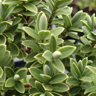 Hebe Pinguifolia Sutherlandii