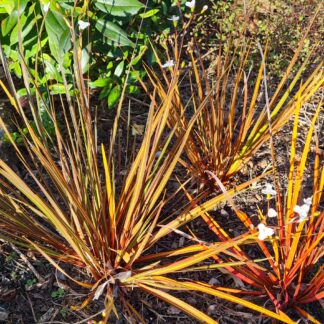 Libertia ixioides