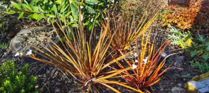 Libertia ixioides