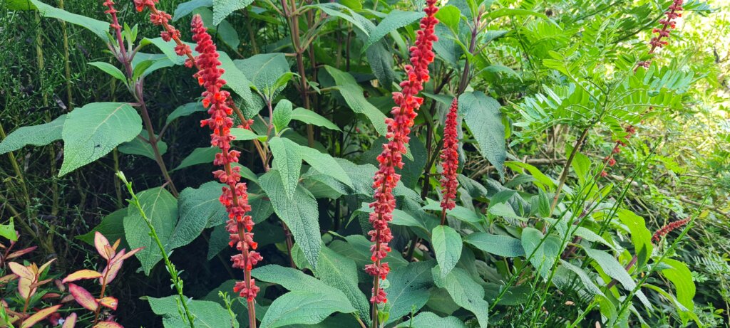 Salvia confertifolia