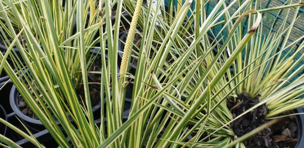 acorus gramineus variegata