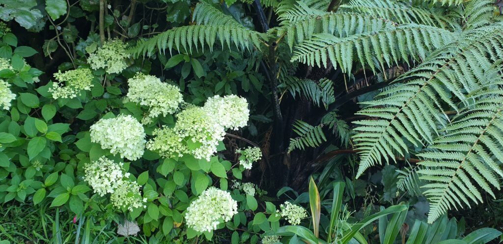 hydrangea paniculata Limelight