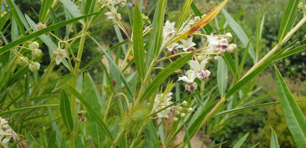 Asclepias fructicosa