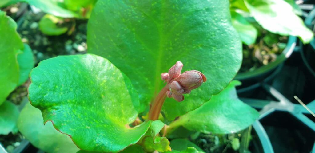 Bergenia 'Rotblum'