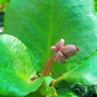 Bergenia 'Rotblum'