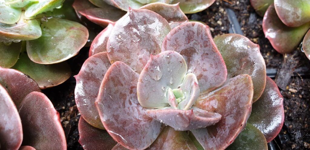 Echeveria gibbiflora 'Blue Metal'