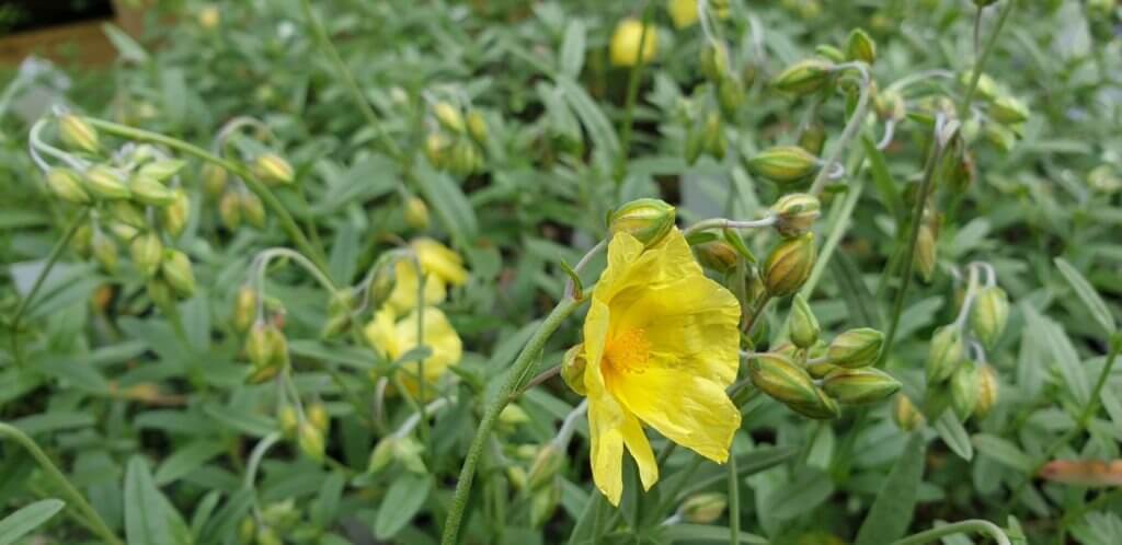 Helianthemum 'Jubilee'