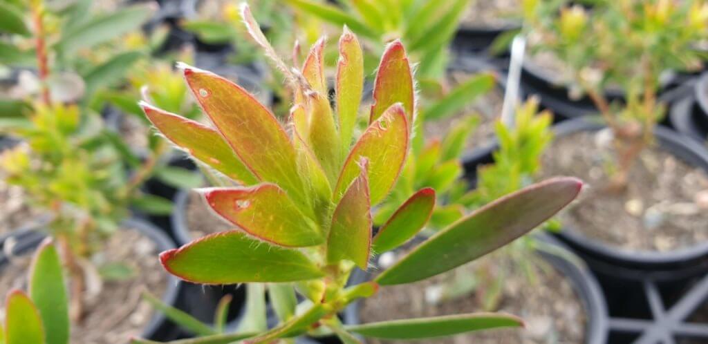 Leucadendron 'Loving Memory'