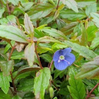 Veronica 'Oxford Blue'