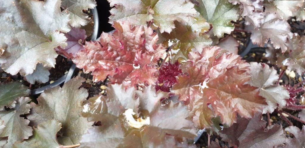 Heuchera Dark Secret
