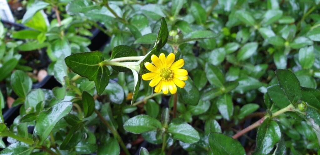 Sanvitalia procumbens