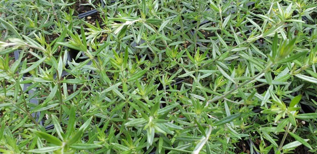 Westringia 'Wynabbie Gem'