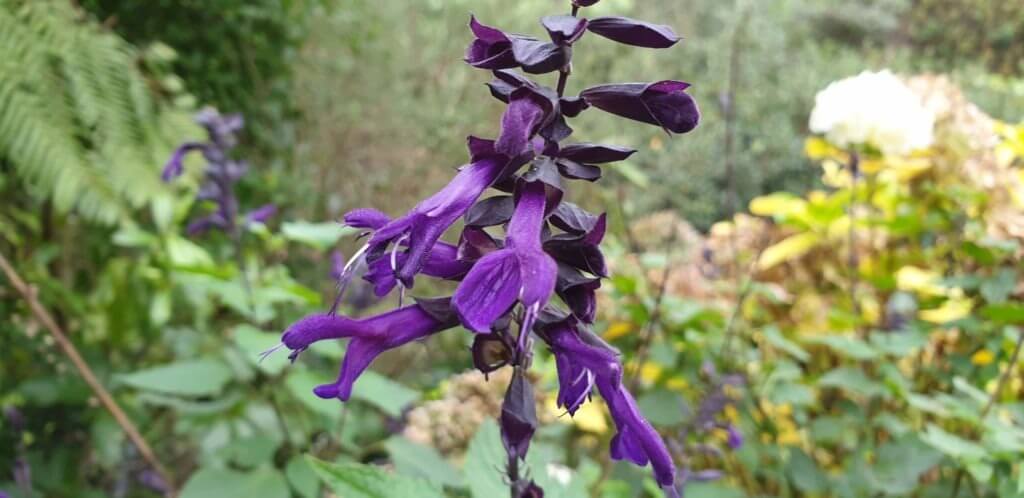 Salvia 'Black Knight'