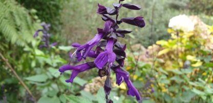 Salvia 'Black Knight'
