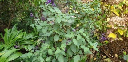 Salvia 'Black Knight'