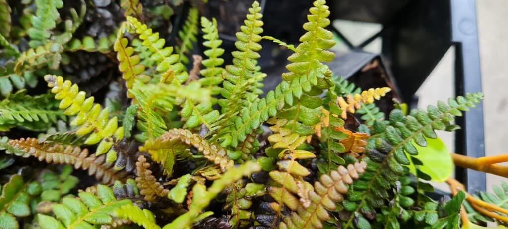 Blechnum penna marina