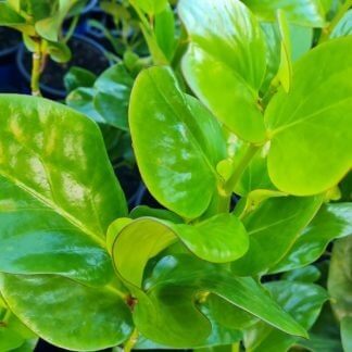 Griselinia Lucida