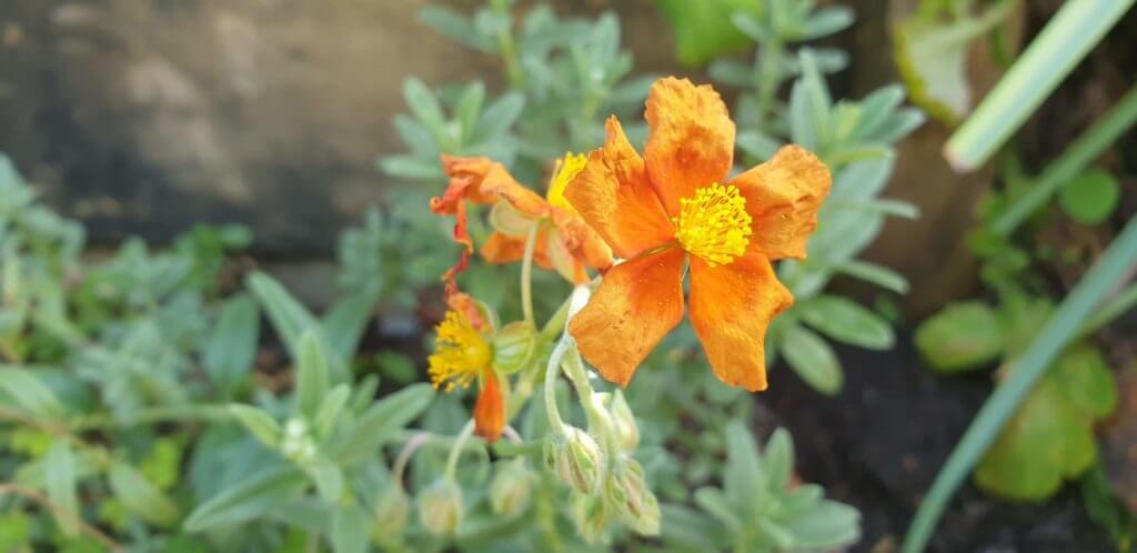 Helianthemum 'Ben Vane'
