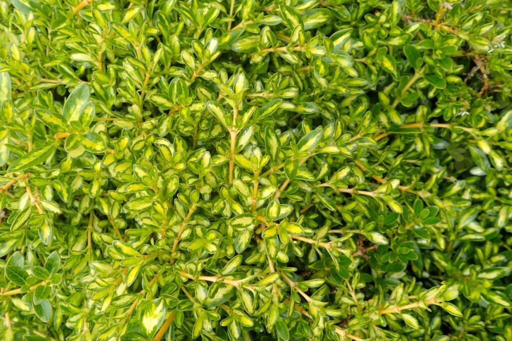Coprosma 'Kiwi Gold'