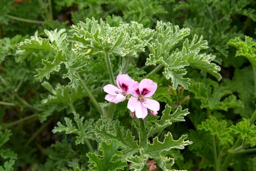 Pelargonium crispum 'Lime'