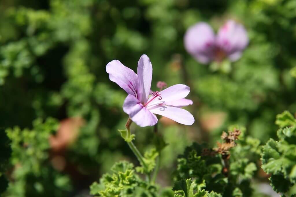 Pelargonium crispum Rose