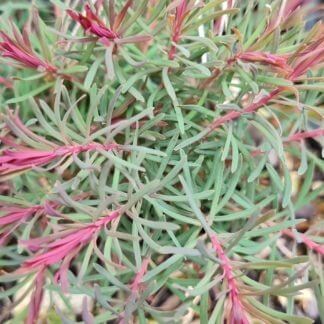 Euphorbia Fens Ruby 1