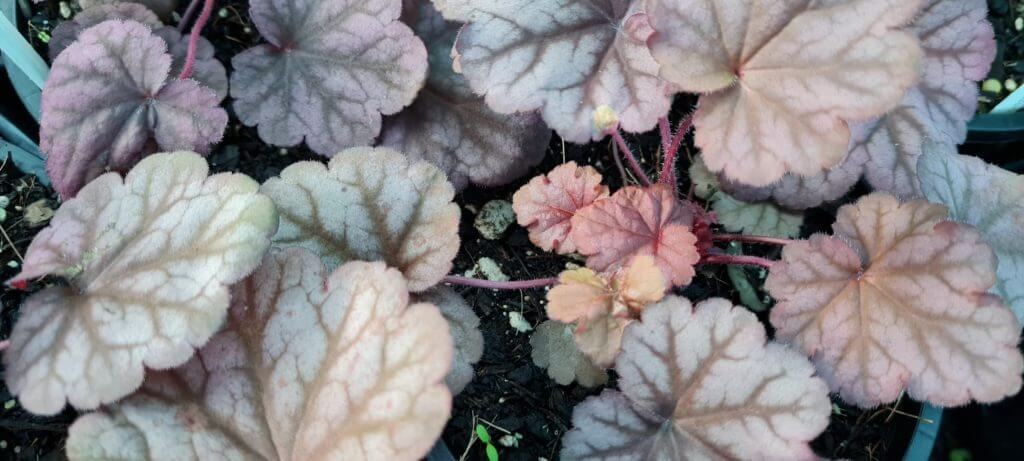 Heuchera Berry Smoothie