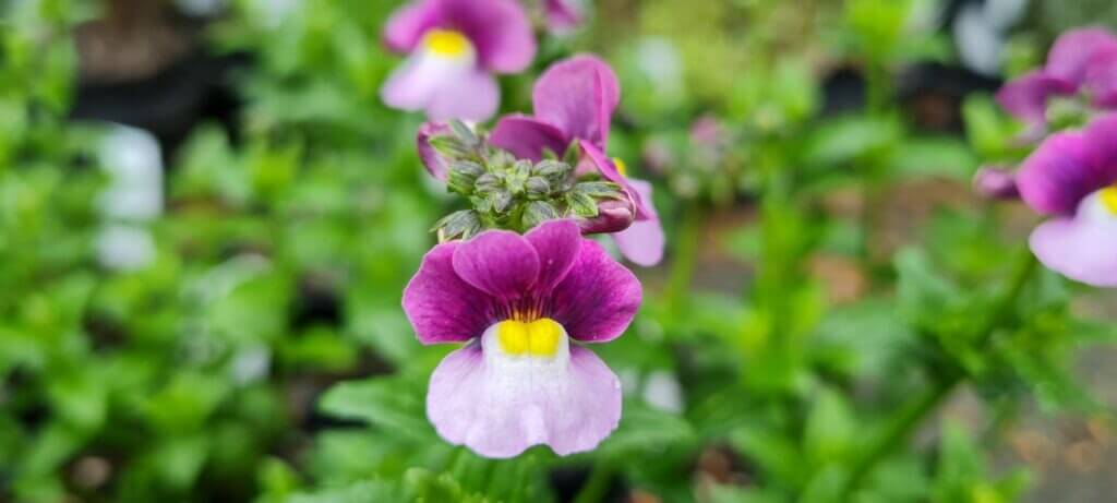 Nemesia Violet Ice