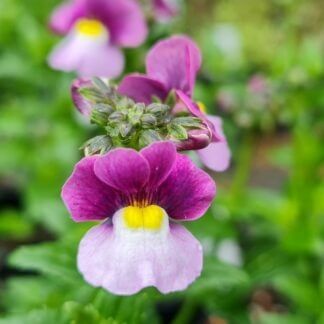 Nemesia Violet Ice