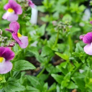 Nemesia 'Violet Ice'