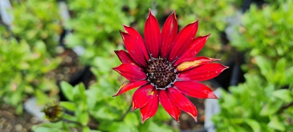 Osteospermum 'Cardinal'