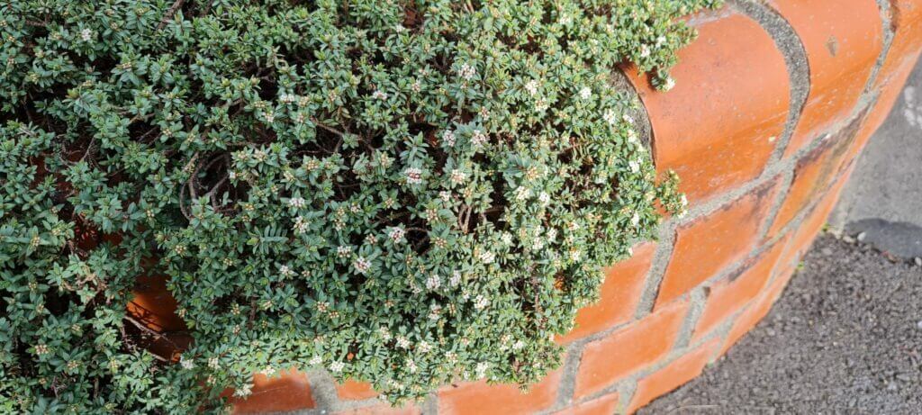 Pimelia prostrata seismica