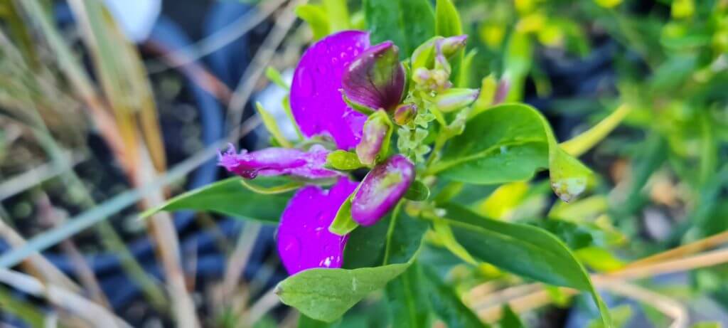 Polygala Little Charmer